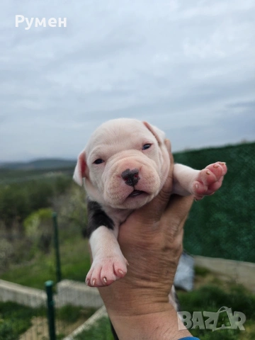 Американски стафордшир териер , снимка 7 - Американски стафордширски териер - 54059702