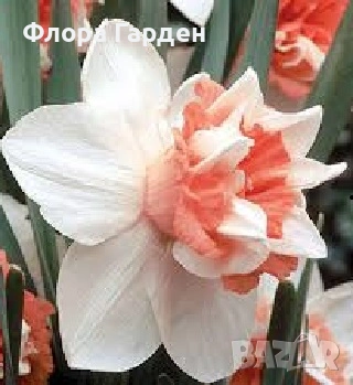 Луковици НАРЦИС - Предварителни поръчки, снимка 9 - Сортови семена и луковици - 46827345