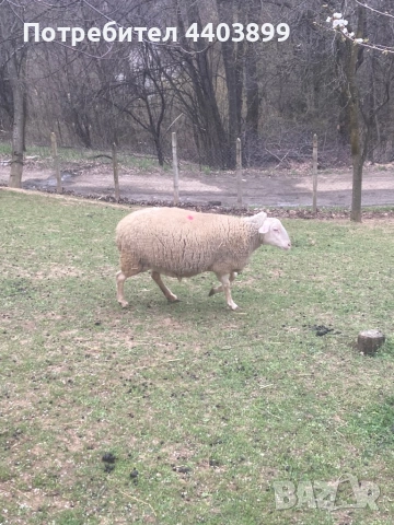 Три ялови овце , снимка 3 - Овце - 54184586