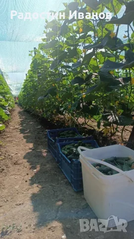 Продавам корнишони 