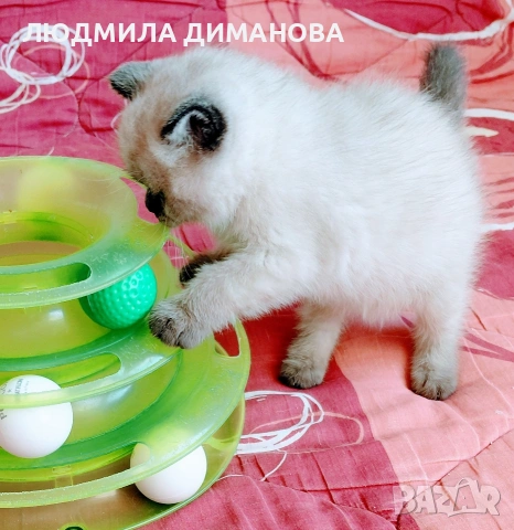 Шотландско мъжко Скоттиш Страйт , снимка 9 - Британска късокосместа - 54371287