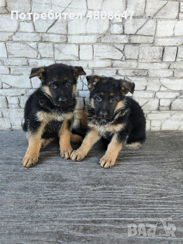 Немски овчарки , снимка 6 - Немска овчарка - 40188254