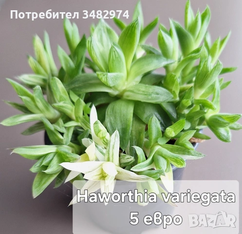 Предлагам стайни растения, снимка 9 - Стайни растения - 54893019