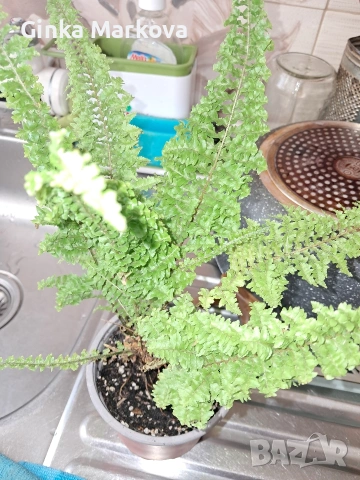 Къдрава папрат - 4 евро