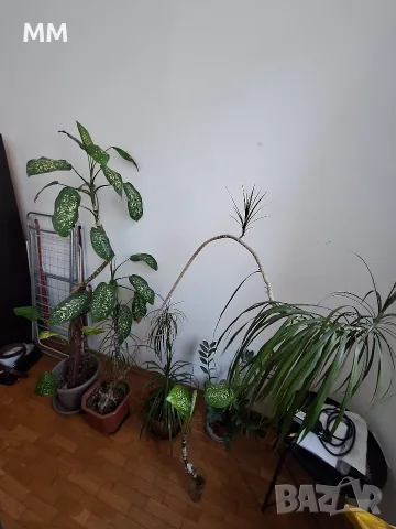Цветя - Всички за 70 Евро, снимка 3 - Стайни растения - 55380603