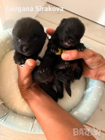 Шиперке / Schipperke, снимка 2 - Други - 55357854