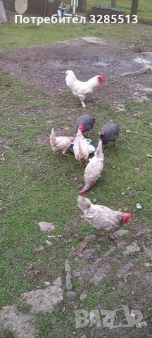 5 легхорна и петел