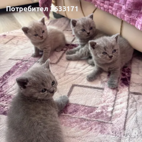 Британски късокосмести котенца!