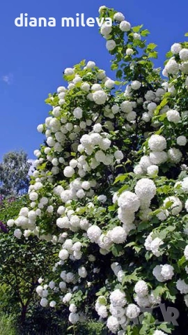 Калина, Картоп, Viburnum opulus ‘Roseum’