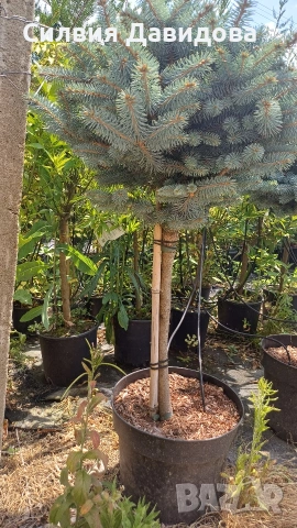 Глаука глобоза Glauca globosa, снимка 2 - Градински цветя и растения - 55227366