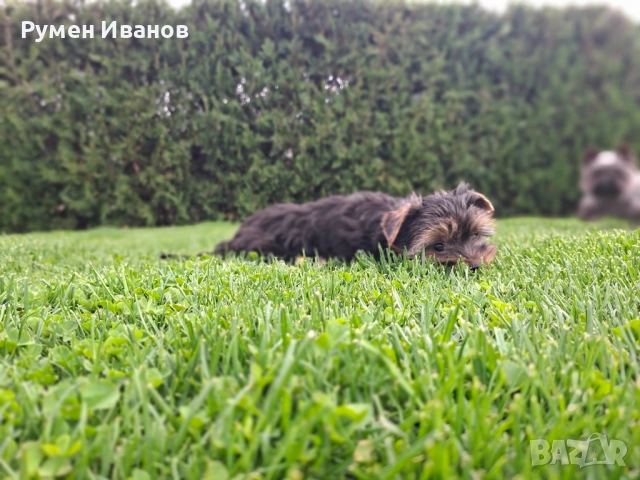 ​"Малко бижу! Женско Йорки с две ваксини търси своя нов дом 🐾", снимка 4 - Йоркширски териер - 54130876