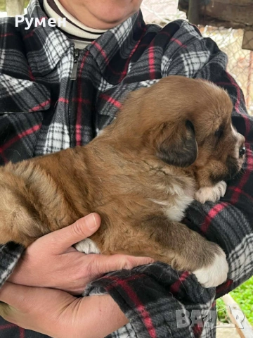 Лъвче за двор