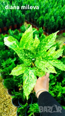 Аукуба Японика (Aucuba jap. Crotonifolia), снимка 8 - Градински цветя и растения - 54571224