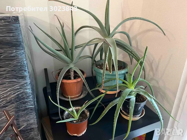 Продавам Алое Вера (Aloe Vera) 