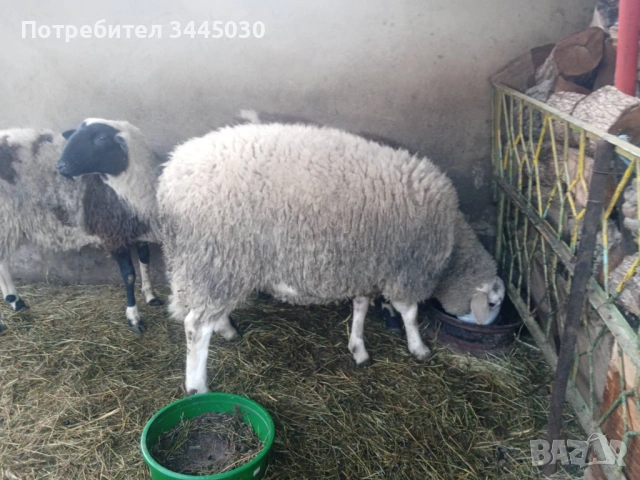 Продавам коч , снимка 3 - Овце - 54660145