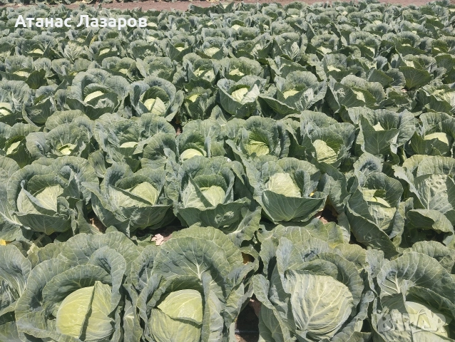Продавам Ранно Зеле-Конкърър, снимка 6 - Домашни продукти - 54527656