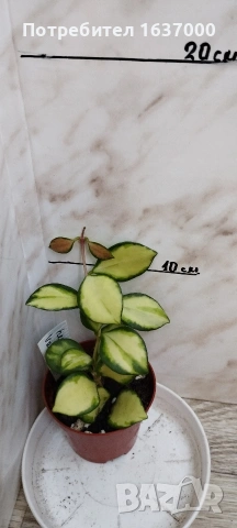 Хоя Heuschkeliana 