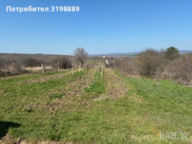 продавам лозе, снимка 4 - Земеделска земя - 54144914