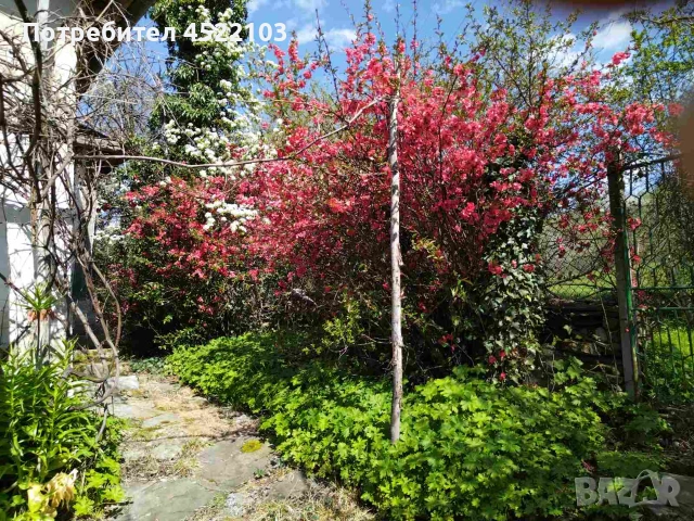 Продавам къща с голям двор, снимка 4 - Къщи - 54974195