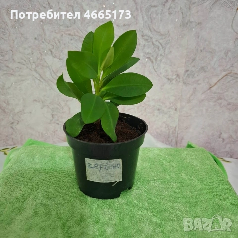 Стайно Цвете Исусов Венец червен и тъмно бял, снимка 11 - Стайни растения - 54111064