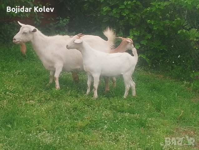 Продавам коза и яре, снимка 6 - Кози - 54885906