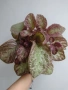 Еписция, episcia Jim's rose garden, снимка 1