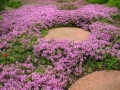 Thymus serpyllum ‘Shepherds’ / Пълзяща мащерка, снимка 2