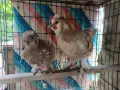 Мини кокошки декорация, снимка 3