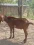 Продавам Англонобийски пръч за разплод , снимка 2