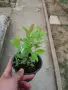 Ягодова гуава (Psidium cattleyanum) – екзотично плодно растение с ароматни плодове, снимка 5
