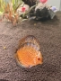 Продавам 3 красиви дискуса, снимка 2