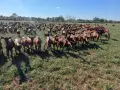 Продавам чистокръвни кози френски алпин  , снимка 3