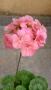 Сортово мушкато Pelargonium Plum Rambler / Зонално мушкато , снимка 7