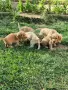 Английски кокер шпаньол, снимка 3