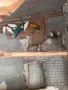 Разменям за неофеми, снимка 1