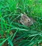 Подарявам малки мъжки котенца 2 броя. , снимка 4