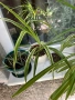 Зелена лилия (ribbon plant), снимка 1