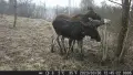 Малка ловна камера 20MP / фото капан , снимка 8