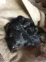 Подарявам лабрадорчета , снимка 1