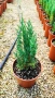 Хвойна Стрикта, Juniperus Stricta!!!, снимка 5