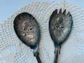 Красиви посребрени прибори за сервиране от Англия, снимка 2