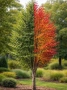 Персийско желязно дърво - Parrotia persica, снимка 2
