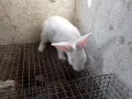 здравейте свободни зайци , снимка 3