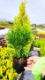 Туя Златен Смарагд, Thuja Occidentalis Golden Smaragd, студоустойчива!!, снимка 6