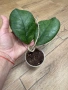 Hoya Хоя Svetlana , снимка 1