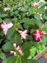 🩷🌿💜 Impatiens walleriana 'Raffael Star Mix' (Циганче / Импатиенс), снимка 7
