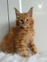 Мейн кун котенца / Мейн куун котенца / Maine coon kittens, снимка 13