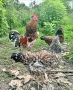 оплодени яйца от шведска цветна кокошка за люпене swedish flower hen, снимка 5