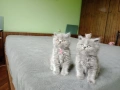 Британски котета, снимка 1