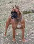 Боксер  момче и момиче, снимка 6